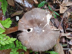 Amanita cheelii