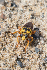 Laphria saffrana