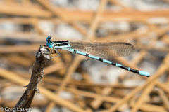 Argia bipunctulata