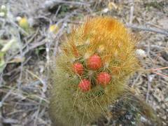 Borzicactus icosagonus icosagonus