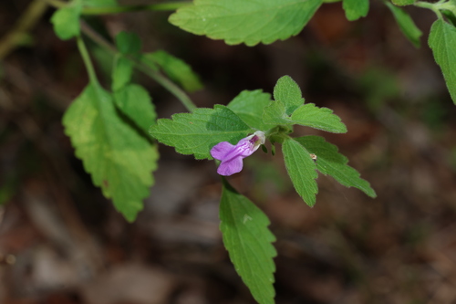 Anisomeles moschata (Anisomeles moschata)