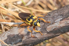 Laphria saffrana