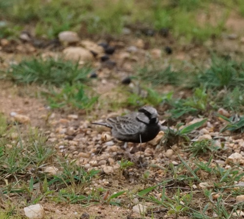 Ashy-crowned Sparrow-Lark (Eremopterix griseus), photo 1