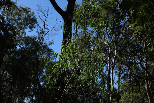 Codonocarpus attenuatus (Codonocarpus attenuatus)