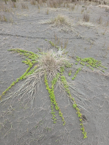 Acaena pallida, photograph 5