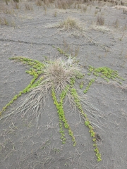 Acaena pallida, photograph author not stated, no rights reserved