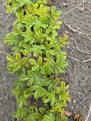 Acaena pallida, photograph 6