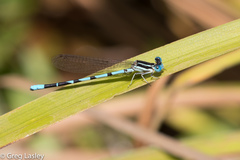 Argia bipunctulata