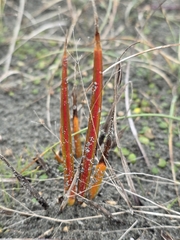 Libertia peregrinans, photograph author not stated, no rights reserved