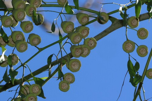Codonocarpus attenuatus (Codonocarpus attenuatus)
