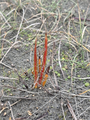 Libertia peregrinans, photograph 6