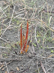 Libertia peregrinans, photograph author not stated, no rights reserved