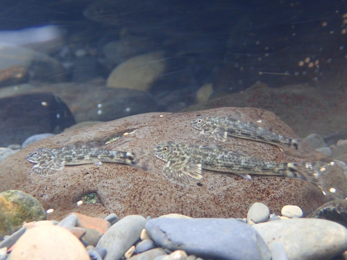 Loopgrondel (Rhyacichthys aspro) — Rhyacichthyidae — 4
