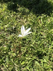 Zephyranthes atamasco