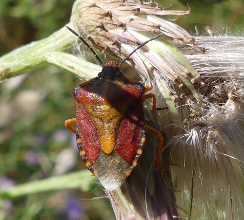 Black-shouldered Shieldbug