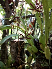 Prosthechea squalida