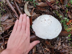 Amanita pyramidifera