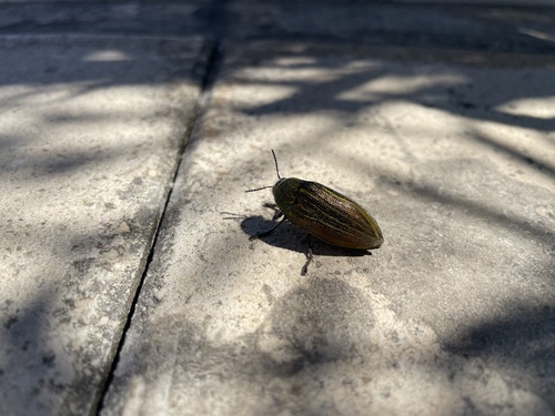 Julodis pubescens yvenii