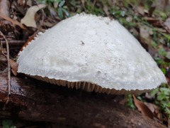 Amanita pyramidifera