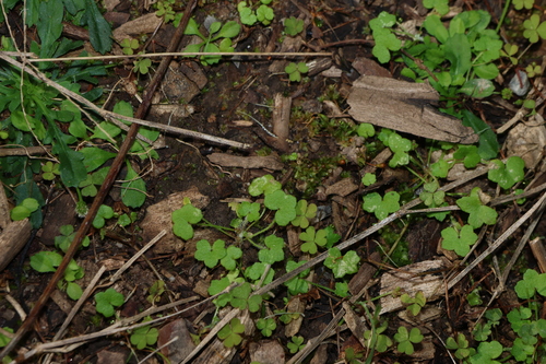 Hydrocotyle acutiloba, photograph 3
