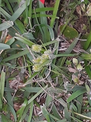 Cyperus echinatus