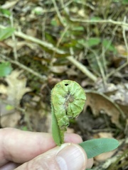 Herpetogramma sphingealis
