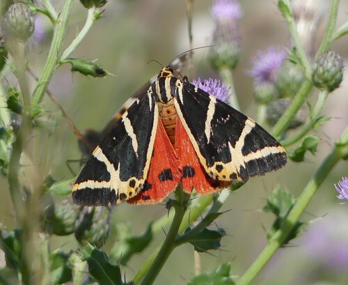 Jersey Tiger