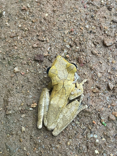 Common Hourglass Tree Frog