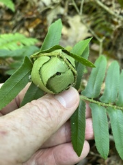 Herpetogramma sphingealis