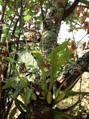 Prosthechea squalida