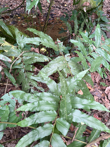 Dryopteris arborescens observed 2026-07-07
