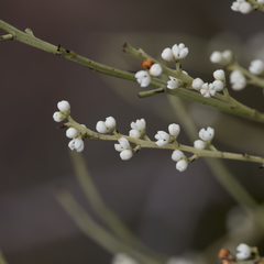 Choretrum glomeratum