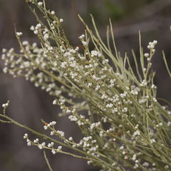 Choretrum glomeratum