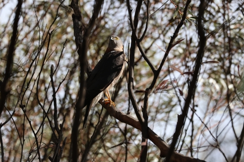Collared Sparrowhawk