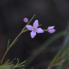 Boronia filifolia
