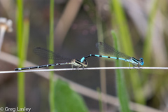 Argia bipunctulata