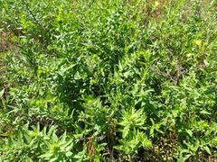 Oenothera heterophylla