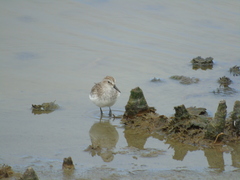 Calidris fuscicollis