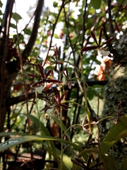 Prosthechea squalida