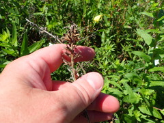 Oenothera heterophylla