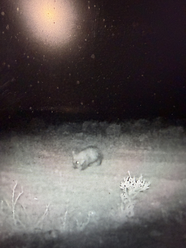 Southern Hairy-nosed Wombat