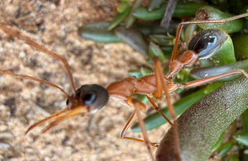 Myrmecia desertorum