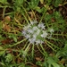 Vernal Pincushion Plant - Photo (c) James Bailey, some rights reserved (CC BY-NC), uploaded by James Bailey