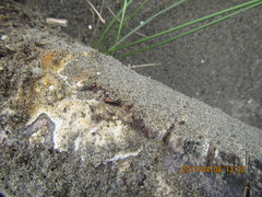 Mesites pallidipennis