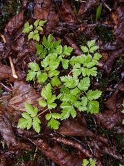 Osmorhiza purpurea