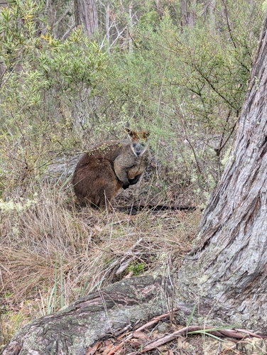 Swamp Wallaby