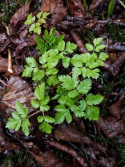 Osmorhiza purpurea