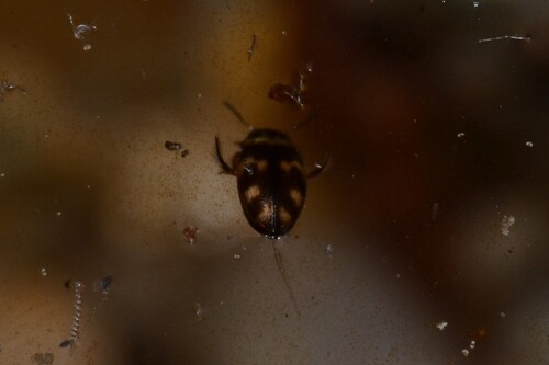 Bidessus minutissimus