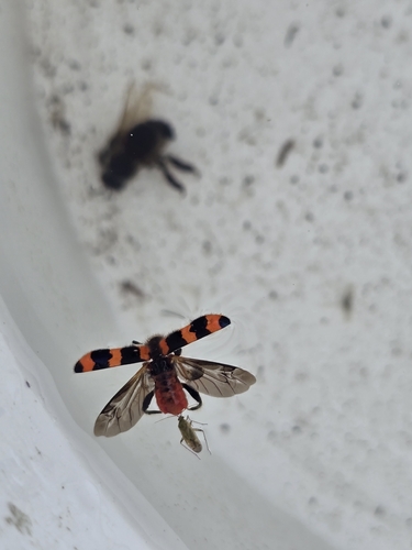 Bee-eating Beetle