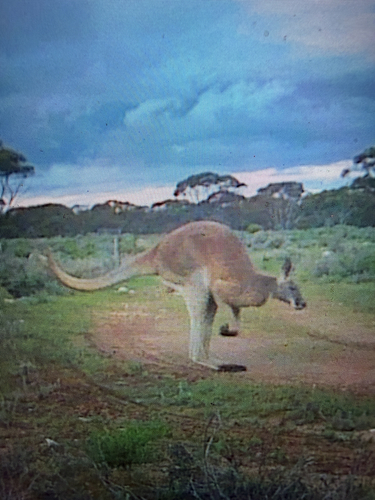 Red Kangaroo